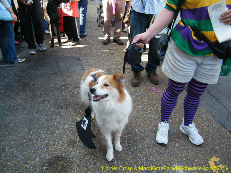 2009-Mystic-Krewe-of-Barkus-Mardi-Gras-French-Quarter-New-Orleans-Dog-Parade-Harriet-Cross-7302