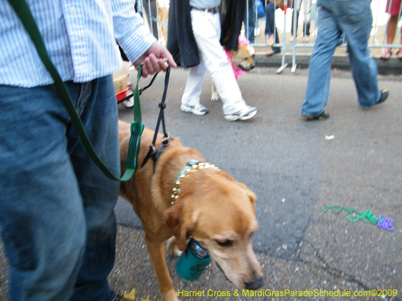 2009-Mystic-Krewe-of-Barkus-Mardi-Gras-French-Quarter-New-Orleans-Dog-Parade-Harriet-Cross-7303