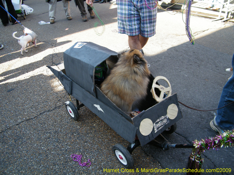 2009-Mystic-Krewe-of-Barkus-Mardi-Gras-French-Quarter-New-Orleans-Dog-Parade-Harriet-Cross-7305