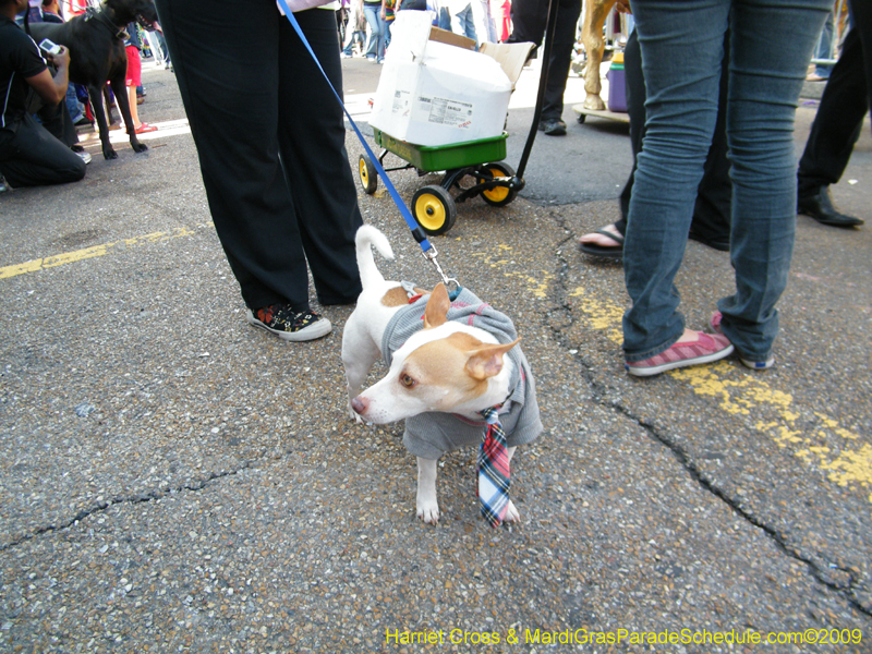 2009-Mystic-Krewe-of-Barkus-Mardi-Gras-French-Quarter-New-Orleans-Dog-Parade-Harriet-Cross-7307