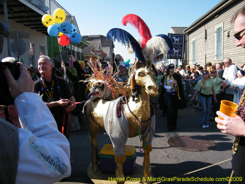 2009-Mystic-Krewe-of-Barkus-Mardi-Gras-French-Quarter-New-Orleans-Dog-Parade-Harriet-Cross-7312