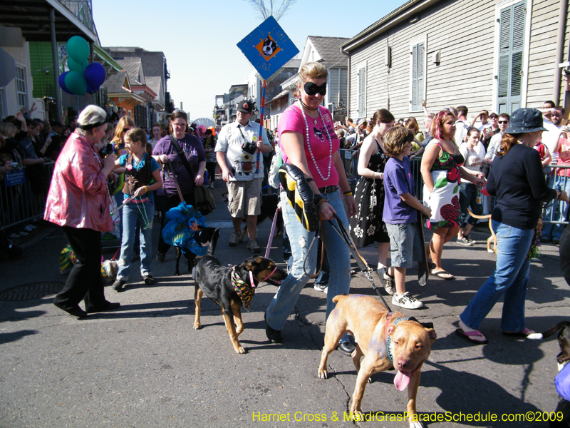 2009-Mystic-Krewe-of-Barkus-Mardi-Gras-French-Quarter-New-Orleans-Dog-Parade-Harriet-Cross-7316