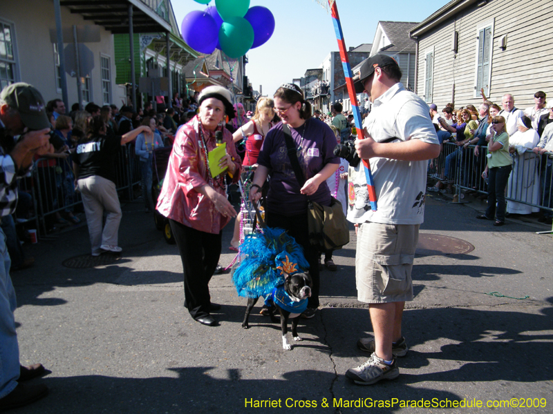 2009-Mystic-Krewe-of-Barkus-Mardi-Gras-French-Quarter-New-Orleans-Dog-Parade-Harriet-Cross-7319