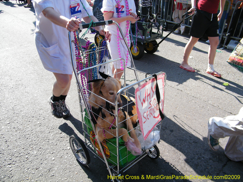 2009-Mystic-Krewe-of-Barkus-Mardi-Gras-French-Quarter-New-Orleans-Dog-Parade-Harriet-Cross-7320