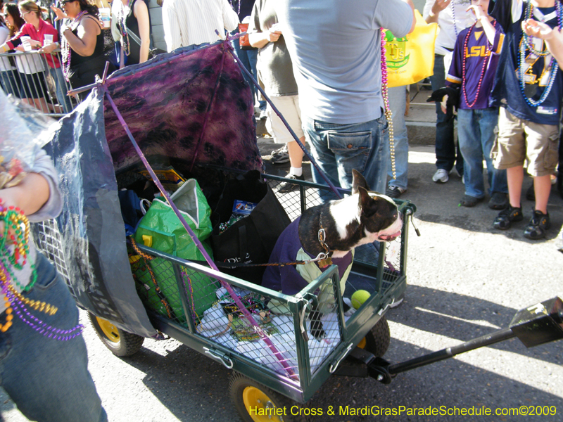 2009-Mystic-Krewe-of-Barkus-Mardi-Gras-French-Quarter-New-Orleans-Dog-Parade-Harriet-Cross-7323