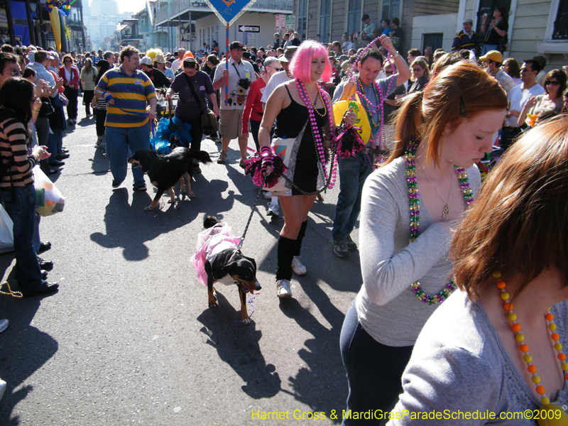 2009-Mystic-Krewe-of-Barkus-Mardi-Gras-French-Quarter-New-Orleans-Dog-Parade-Harriet-Cross-7324