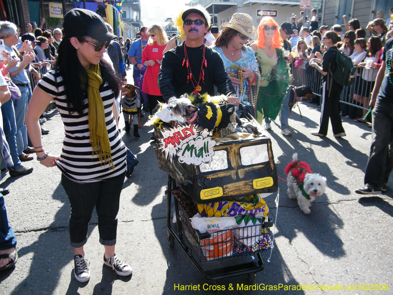 2009-Mystic-Krewe-of-Barkus-Mardi-Gras-French-Quarter-New-Orleans-Dog-Parade-Harriet-Cross-7325