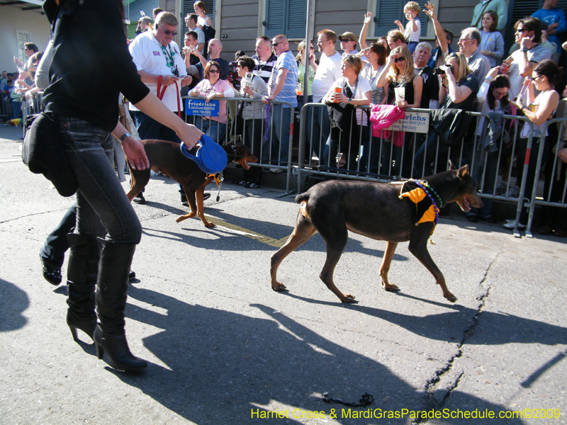 2009-Mystic-Krewe-of-Barkus-Mardi-Gras-French-Quarter-New-Orleans-Dog-Parade-Harriet-Cross-7328