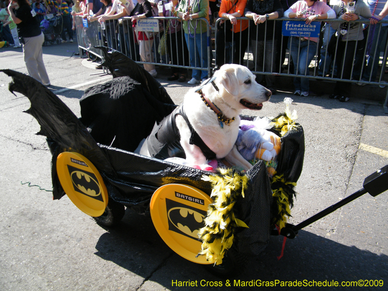 2009-Mystic-Krewe-of-Barkus-Mardi-Gras-French-Quarter-New-Orleans-Dog-Parade-Harriet-Cross-7329