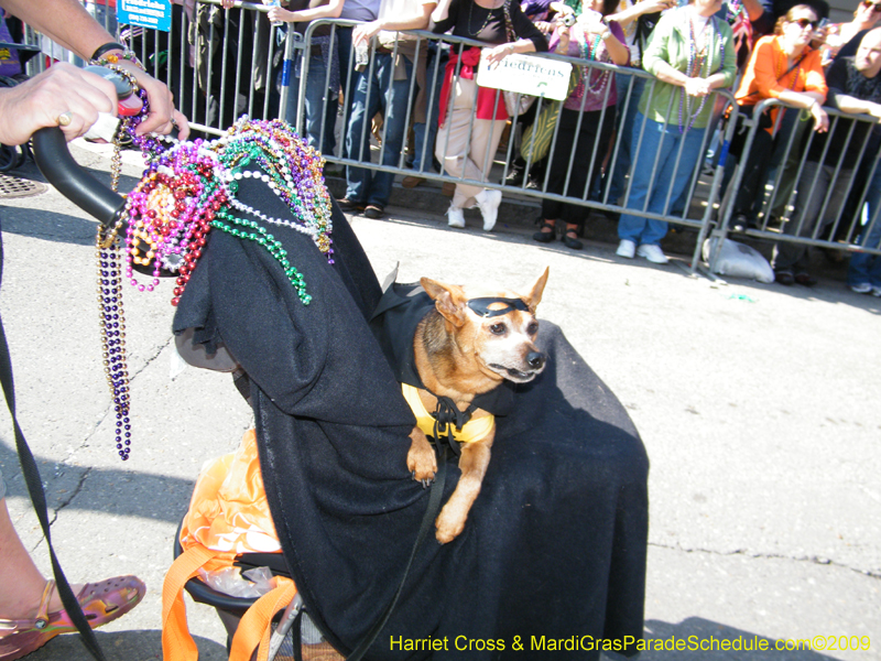 2009-Mystic-Krewe-of-Barkus-Mardi-Gras-French-Quarter-New-Orleans-Dog-Parade-Harriet-Cross-7331