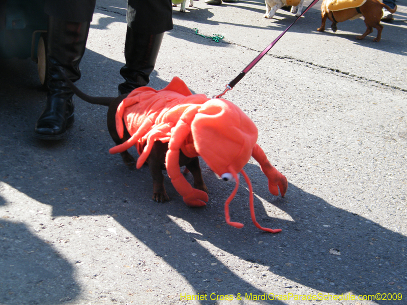 2009-Mystic-Krewe-of-Barkus-Mardi-Gras-French-Quarter-New-Orleans-Dog-Parade-Harriet-Cross-7332