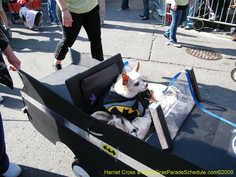 2009-Mystic-Krewe-of-Barkus-Mardi-Gras-French-Quarter-New-Orleans-Dog-Parade-Harriet-Cross-7334