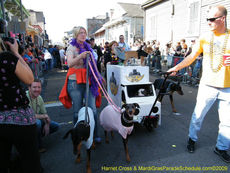 2009-Mystic-Krewe-of-Barkus-Mardi-Gras-French-Quarter-New-Orleans-Dog-Parade-Harriet-Cross-7339