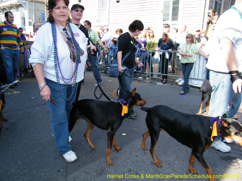 2009-Mystic-Krewe-of-Barkus-Mardi-Gras-French-Quarter-New-Orleans-Dog-Parade-Harriet-Cross-7341