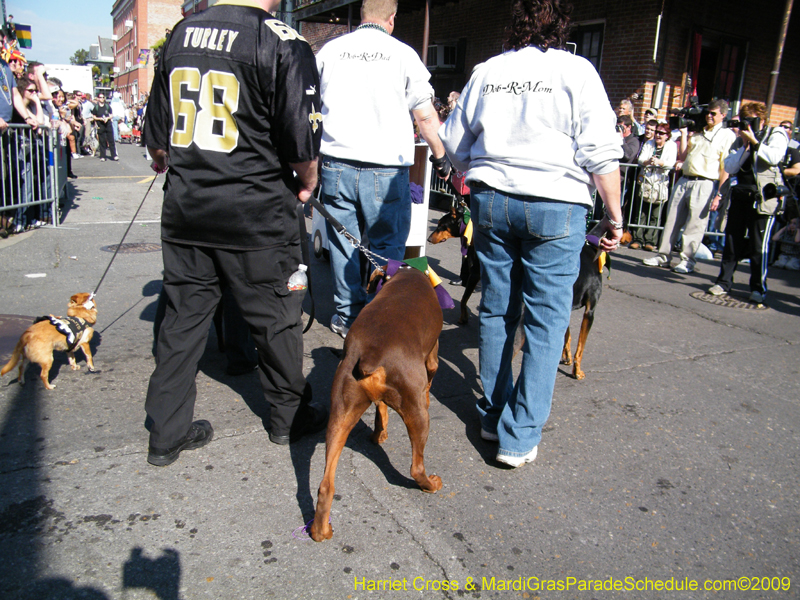 2009-Mystic-Krewe-of-Barkus-Mardi-Gras-French-Quarter-New-Orleans-Dog-Parade-Harriet-Cross-7342