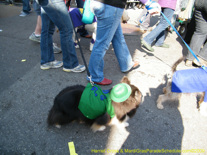 2009-Mystic-Krewe-of-Barkus-Mardi-Gras-French-Quarter-New-Orleans-Dog-Parade-Harriet-Cross-7345