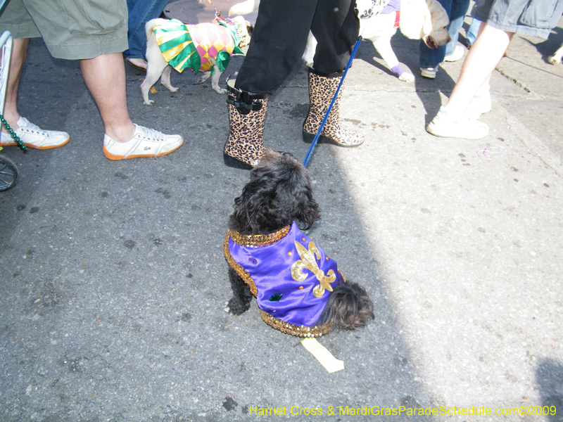 2009-Mystic-Krewe-of-Barkus-Mardi-Gras-French-Quarter-New-Orleans-Dog-Parade-Harriet-Cross-7346