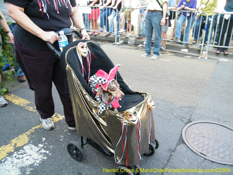 2009-Mystic-Krewe-of-Barkus-Mardi-Gras-French-Quarter-New-Orleans-Dog-Parade-Harriet-Cross-7352