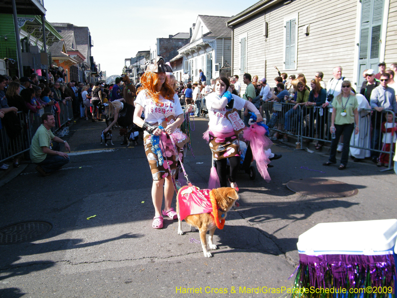 2009-Mystic-Krewe-of-Barkus-Mardi-Gras-French-Quarter-New-Orleans-Dog-Parade-Harriet-Cross-7355