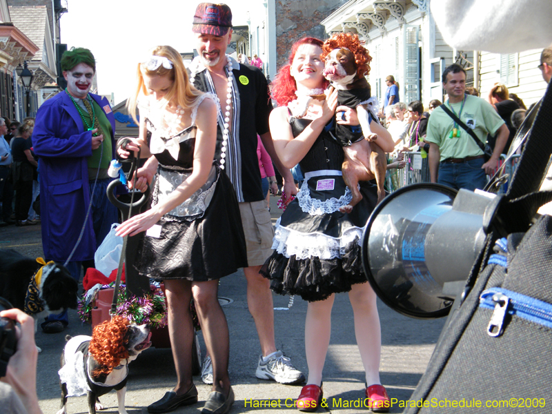 2009-Mystic-Krewe-of-Barkus-Mardi-Gras-French-Quarter-New-Orleans-Dog-Parade-Harriet-Cross-7359