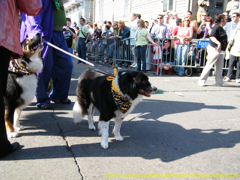 2009-Mystic-Krewe-of-Barkus-Mardi-Gras-French-Quarter-New-Orleans-Dog-Parade-Harriet-Cross-7362