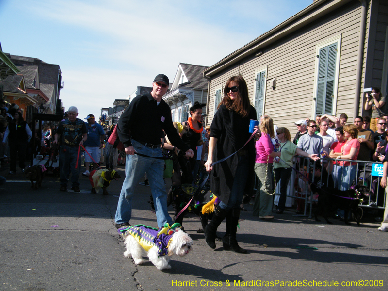 2009-Mystic-Krewe-of-Barkus-Mardi-Gras-French-Quarter-New-Orleans-Dog-Parade-Harriet-Cross-7364