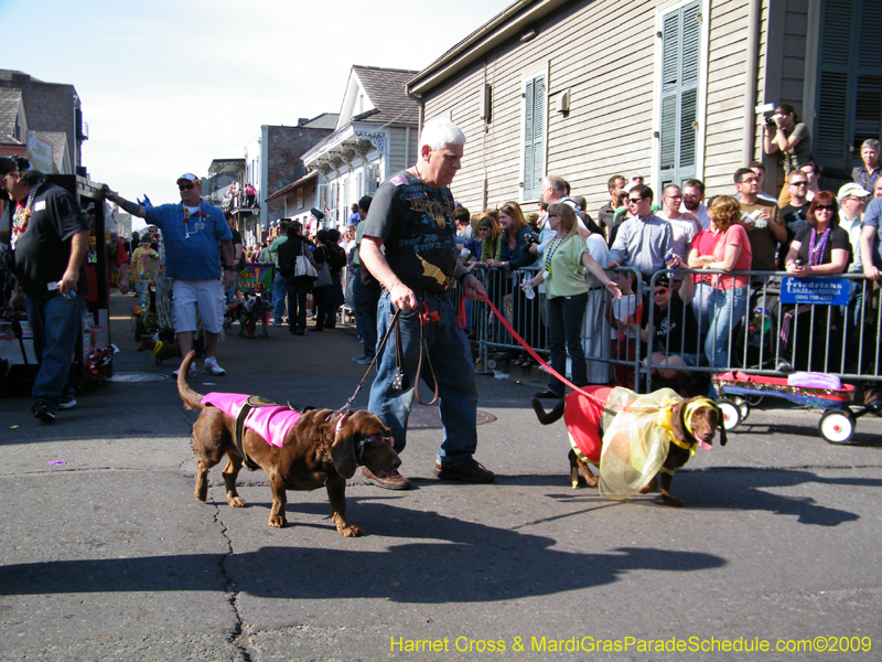 2009-Mystic-Krewe-of-Barkus-Mardi-Gras-French-Quarter-New-Orleans-Dog-Parade-Harriet-Cross-7365