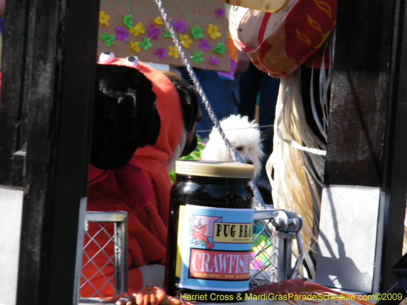 2009-Mystic-Krewe-of-Barkus-Mardi-Gras-French-Quarter-New-Orleans-Dog-Parade-Harriet-Cross-7367