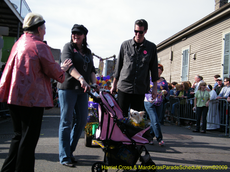 2009-Mystic-Krewe-of-Barkus-Mardi-Gras-French-Quarter-New-Orleans-Dog-Parade-Harriet-Cross-7379