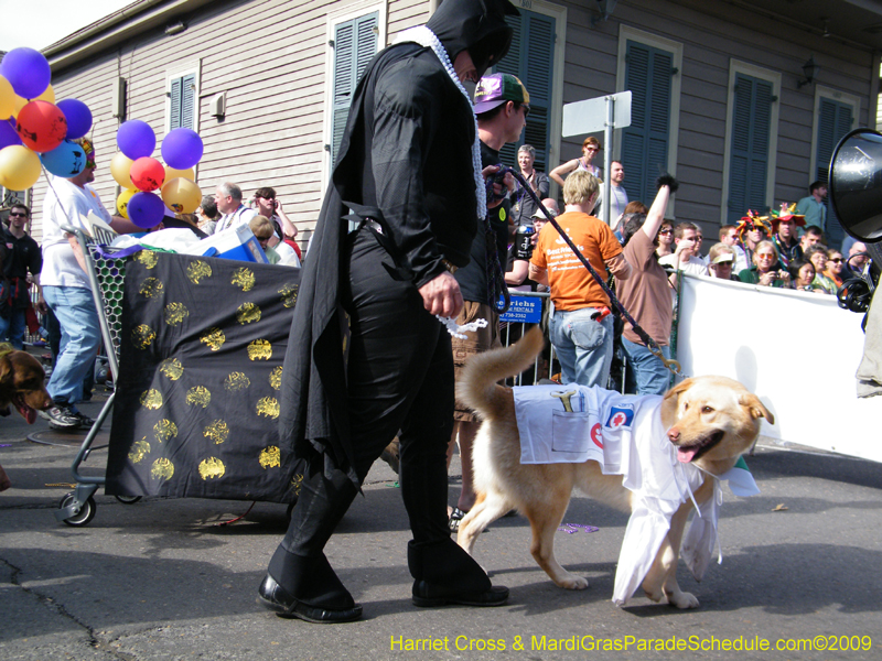 2009-Mystic-Krewe-of-Barkus-Mardi-Gras-French-Quarter-New-Orleans-Dog-Parade-Harriet-Cross-7382