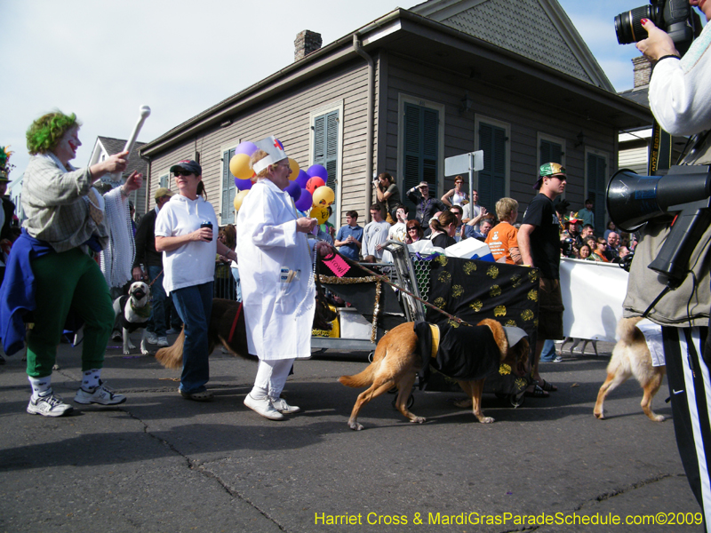 2009-Mystic-Krewe-of-Barkus-Mardi-Gras-French-Quarter-New-Orleans-Dog-Parade-Harriet-Cross-7383