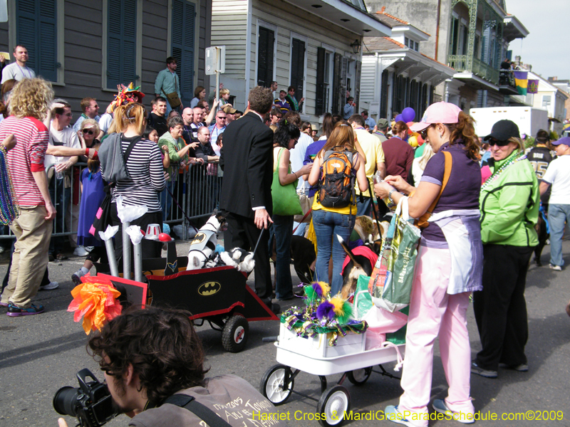 2009-Mystic-Krewe-of-Barkus-Mardi-Gras-French-Quarter-New-Orleans-Dog-Parade-Harriet-Cross-7388