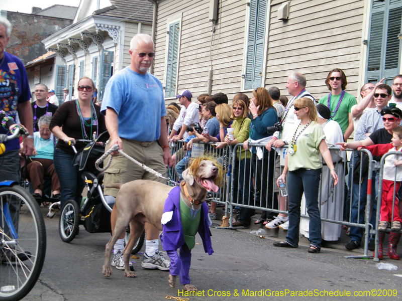 2009-Mystic-Krewe-of-Barkus-Mardi-Gras-French-Quarter-New-Orleans-Dog-Parade-Harriet-Cross-7399