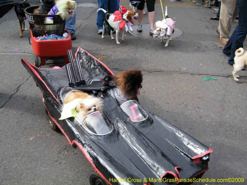 2009-Mystic-Krewe-of-Barkus-Mardi-Gras-French-Quarter-New-Orleans-Dog-Parade-Harriet-Cross-7405