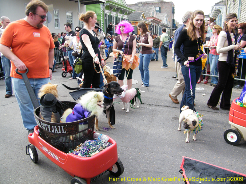 2009-Mystic-Krewe-of-Barkus-Mardi-Gras-French-Quarter-New-Orleans-Dog-Parade-Harriet-Cross-7407