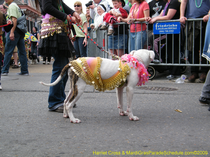 2009-Mystic-Krewe-of-Barkus-Mardi-Gras-French-Quarter-New-Orleans-Dog-Parade-Harriet-Cross-7409