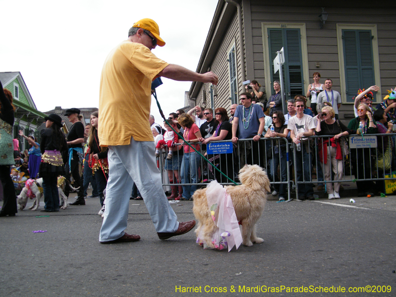 2009-Mystic-Krewe-of-Barkus-Mardi-Gras-French-Quarter-New-Orleans-Dog-Parade-Harriet-Cross-7410