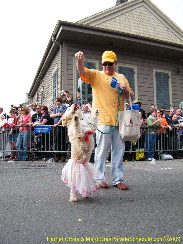 2009-Mystic-Krewe-of-Barkus-Mardi-Gras-French-Quarter-New-Orleans-Dog-Parade-Harriet-Cross-7411