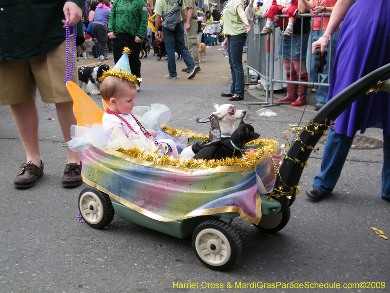 2009-Mystic-Krewe-of-Barkus-Mardi-Gras-French-Quarter-New-Orleans-Dog-Parade-Harriet-Cross-7414