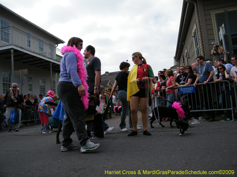 2009-Mystic-Krewe-of-Barkus-Mardi-Gras-French-Quarter-New-Orleans-Dog-Parade-Harriet-Cross-7421