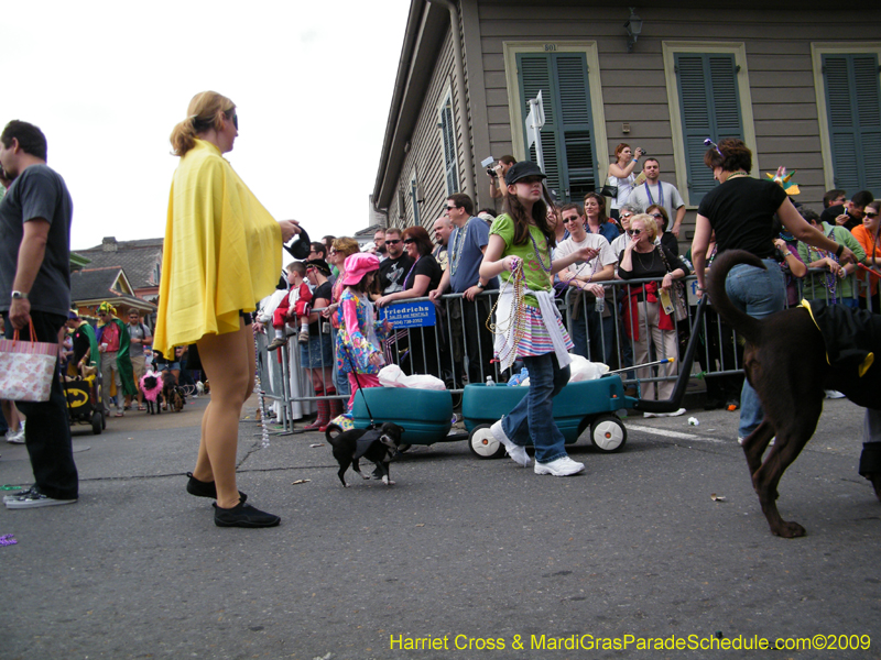 2009-Mystic-Krewe-of-Barkus-Mardi-Gras-French-Quarter-New-Orleans-Dog-Parade-Harriet-Cross-7422