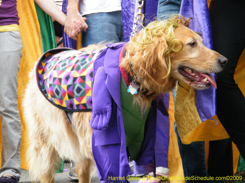 2009-Mystic-Krewe-of-Barkus-Mardi-Gras-French-Quarter-New-Orleans-Dog-Parade-Harriet-Cross-7426