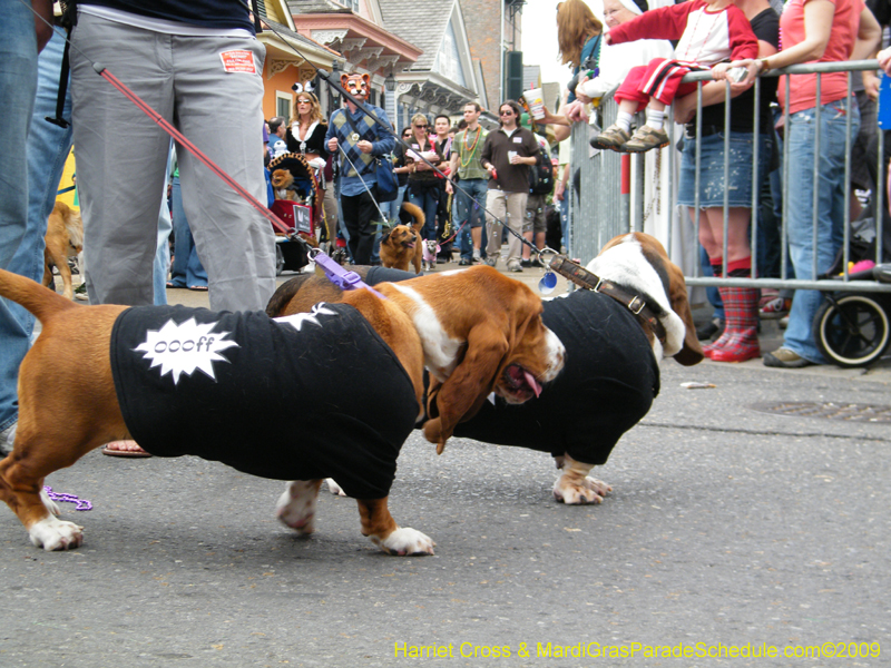 2009-Mystic-Krewe-of-Barkus-Mardi-Gras-French-Quarter-New-Orleans-Dog-Parade-Harriet-Cross-7431