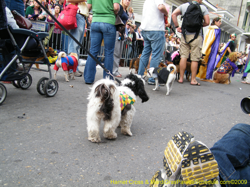 2009-Mystic-Krewe-of-Barkus-Mardi-Gras-French-Quarter-New-Orleans-Dog-Parade-Harriet-Cross-7434