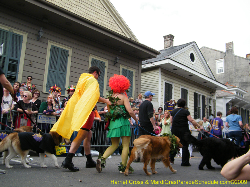 2009-Mystic-Krewe-of-Barkus-Mardi-Gras-French-Quarter-New-Orleans-Dog-Parade-Harriet-Cross-7440