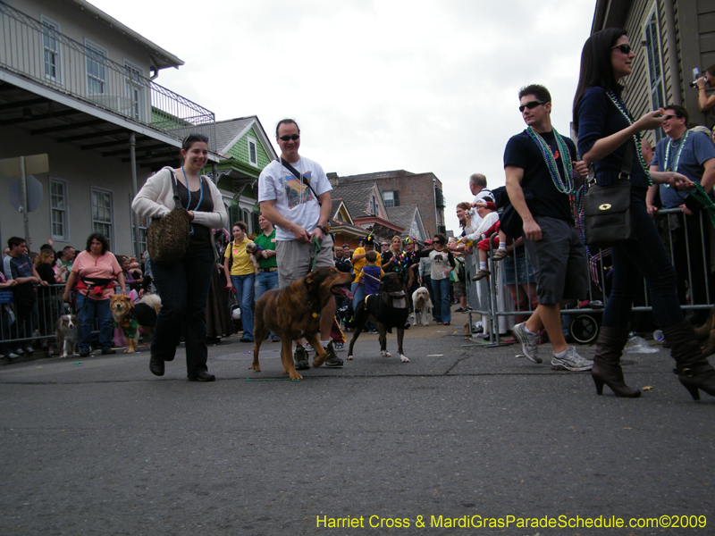 2009-Mystic-Krewe-of-Barkus-Mardi-Gras-French-Quarter-New-Orleans-Dog-Parade-Harriet-Cross-7441