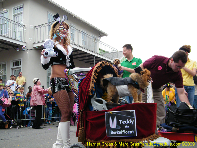 2009-Mystic-Krewe-of-Barkus-Mardi-Gras-French-Quarter-New-Orleans-Dog-Parade-Harriet-Cross-7443