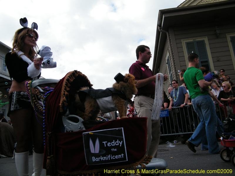 2009-Mystic-Krewe-of-Barkus-Mardi-Gras-French-Quarter-New-Orleans-Dog-Parade-Harriet-Cross-7444