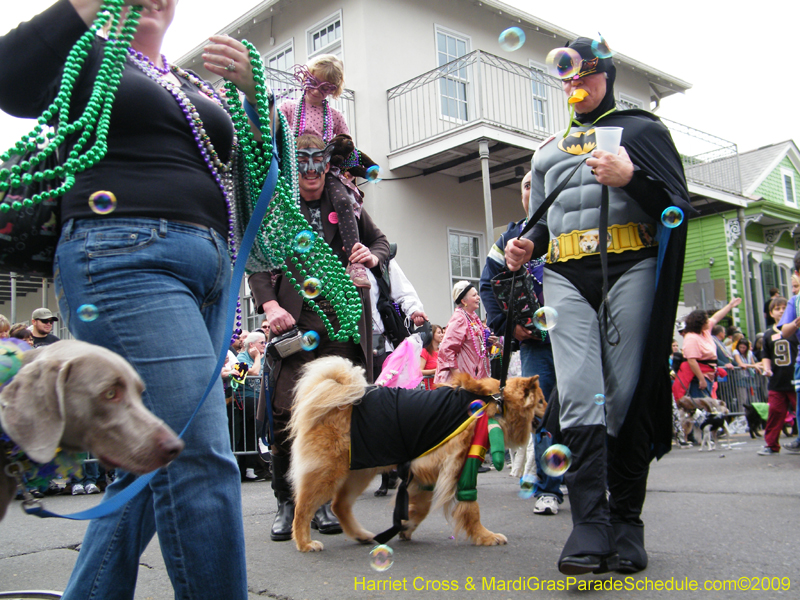 2009-Mystic-Krewe-of-Barkus-Mardi-Gras-French-Quarter-New-Orleans-Dog-Parade-Harriet-Cross-7445