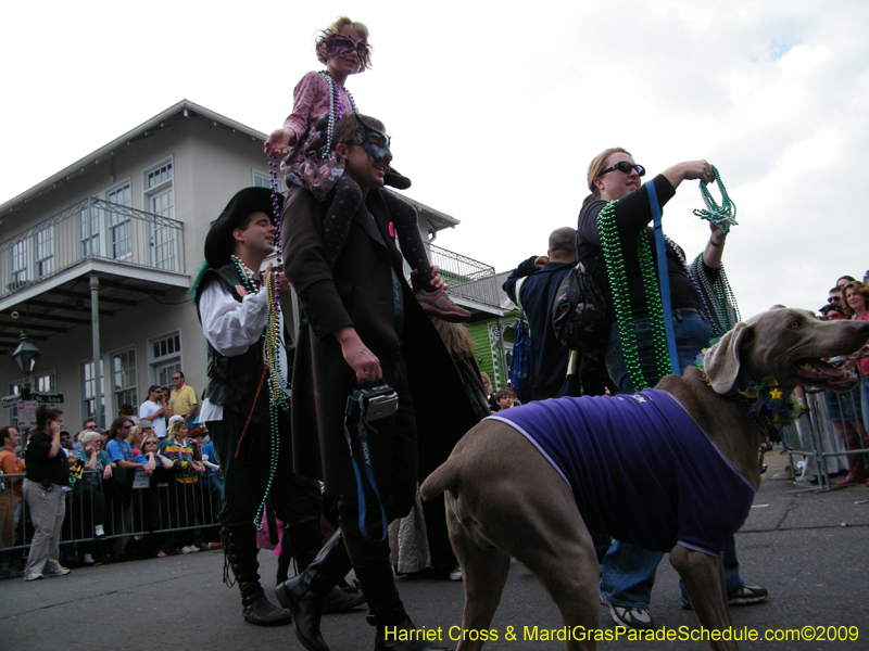 2009-Mystic-Krewe-of-Barkus-Mardi-Gras-French-Quarter-New-Orleans-Dog-Parade-Harriet-Cross-7446